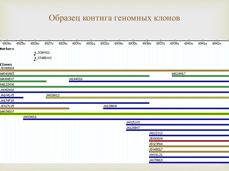Образец контига геномных клонов